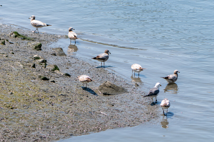5월, 인천 해안 갯벌 탐조_56.jpg