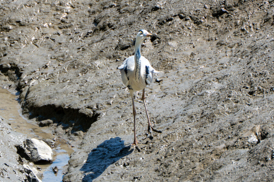 5월, 인천 해안 갯벌 탐조_63.jpg