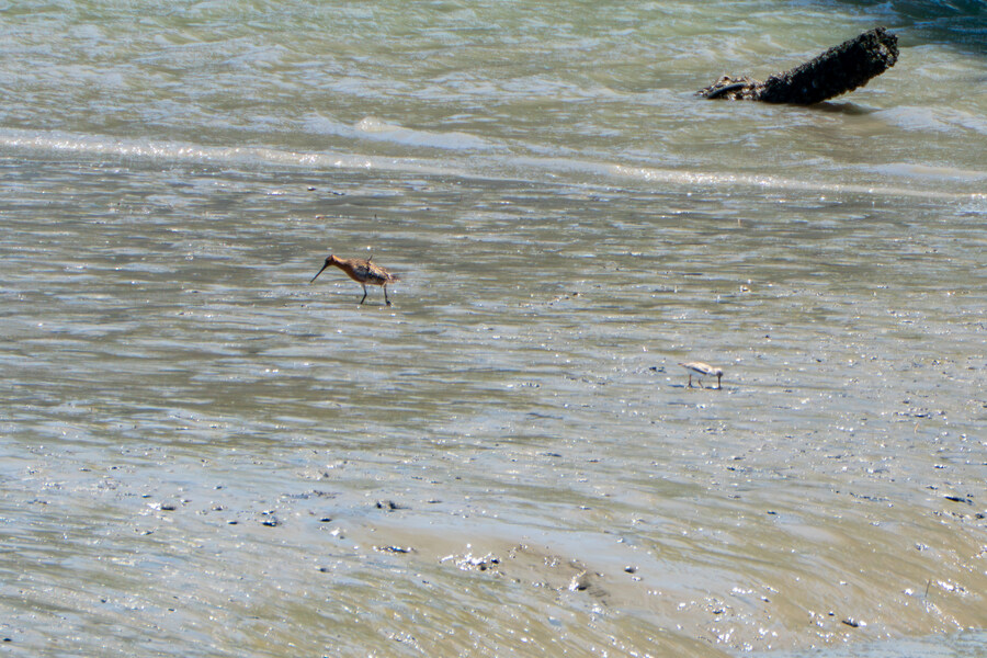 5월, 인천 해안 갯벌 탐조_64.jpg