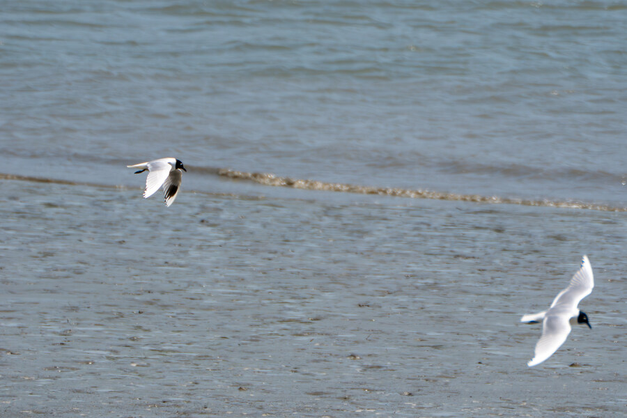 5월, 인천 해안 갯벌 탐조_68.jpg