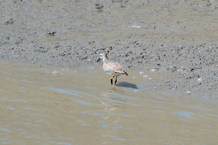 5월, 인천 해안 갯벌 탐조_73.jpg