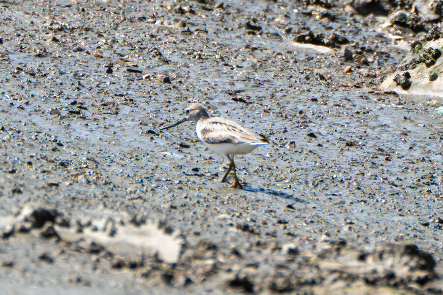 5월, 인천 해안 갯벌 탐조_77.jpg