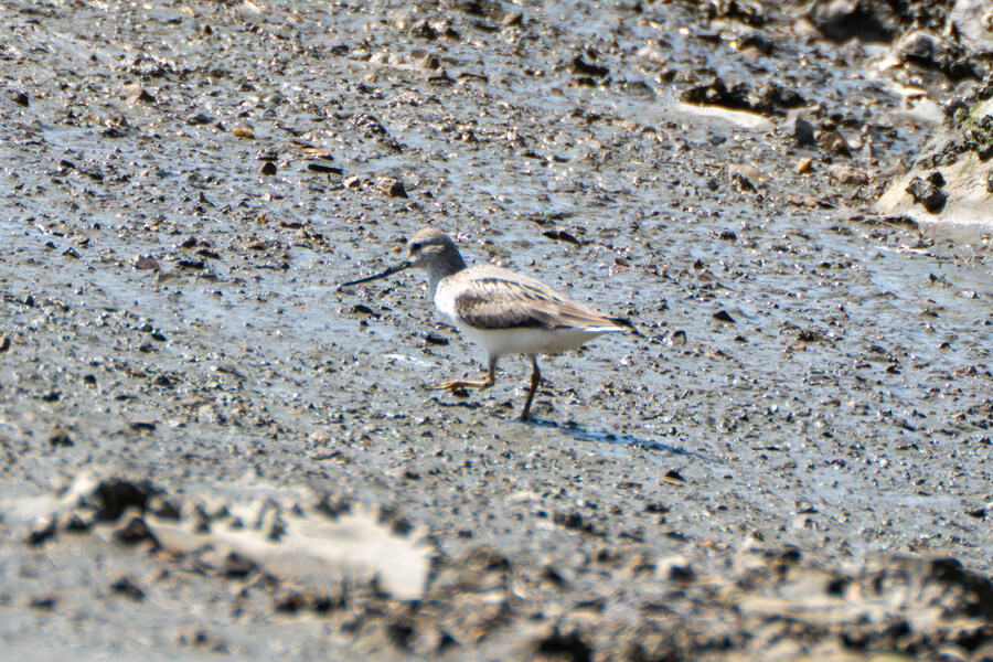 5월, 인천 해안 갯벌 탐조_78.jpg