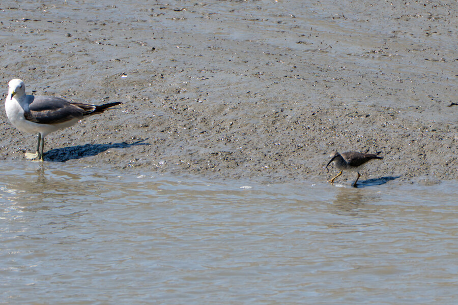 5월, 인천 해안 갯벌 탐조_82.jpg