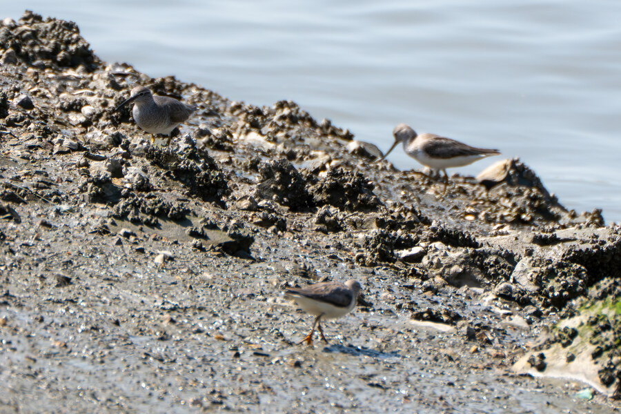 5월, 인천 해안 갯벌 탐조_84.jpg