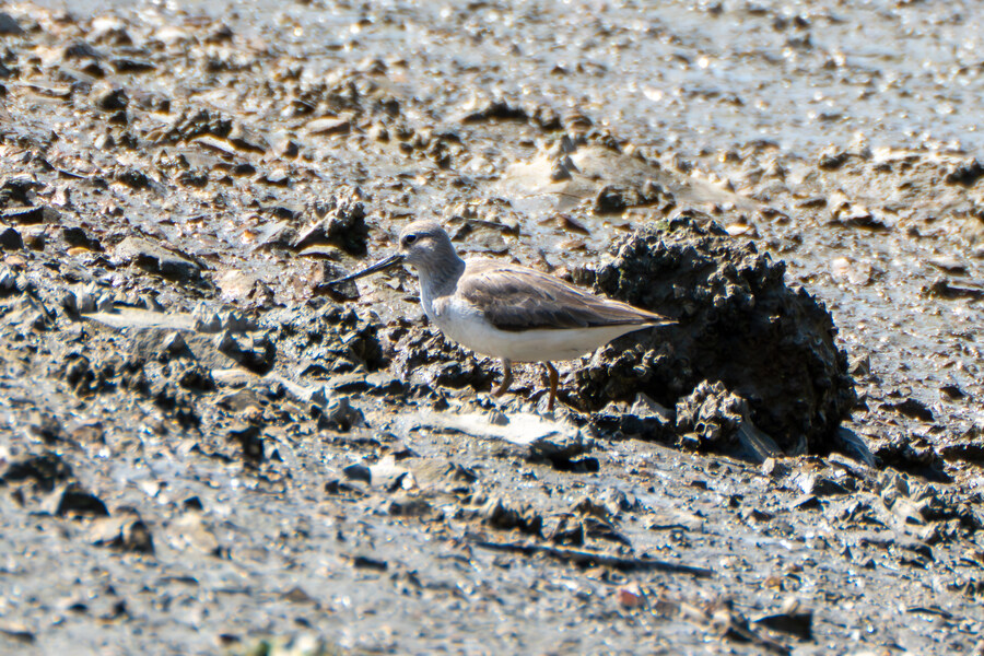 5월, 인천 해안 갯벌 탐조_85.jpg