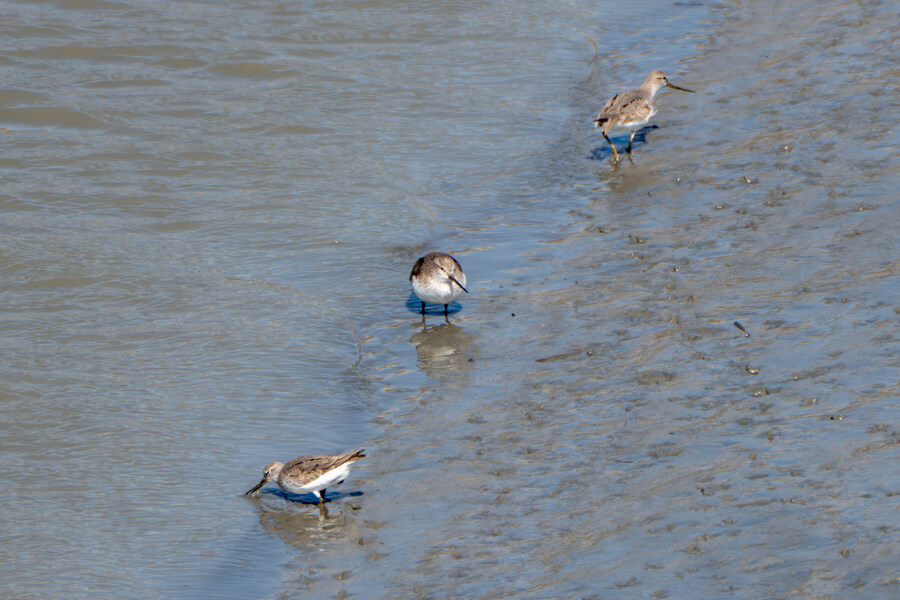 5월, 인천 해안 갯벌 탐조_93.jpg