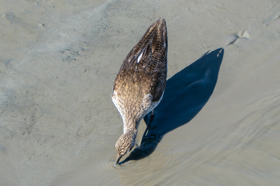 5월, 인천 해안 갯벌 탐조_95.jpg