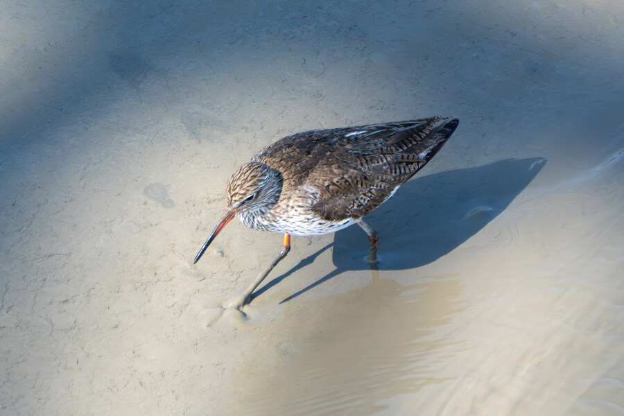 5월, 인천 해안 갯벌 탐조_96.jpg