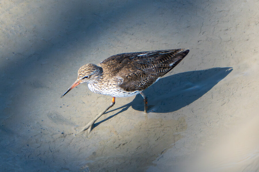 5월, 인천 해안 갯벌 탐조_98.jpg
