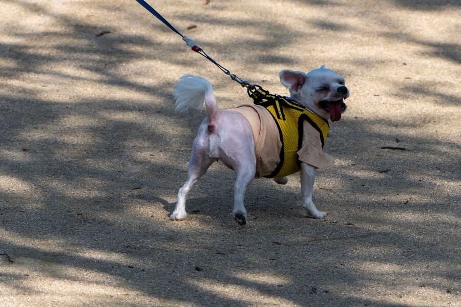 5월, 인천 해안 갯벌 탐조_103.jpg