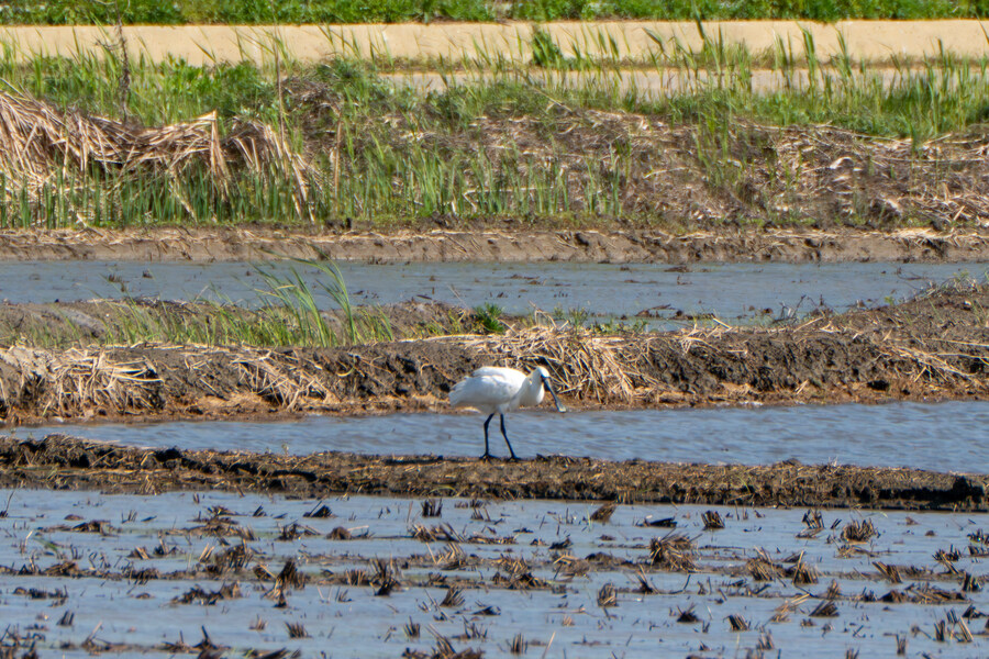 5월, 인천 해안 갯벌 탐조_110.jpg