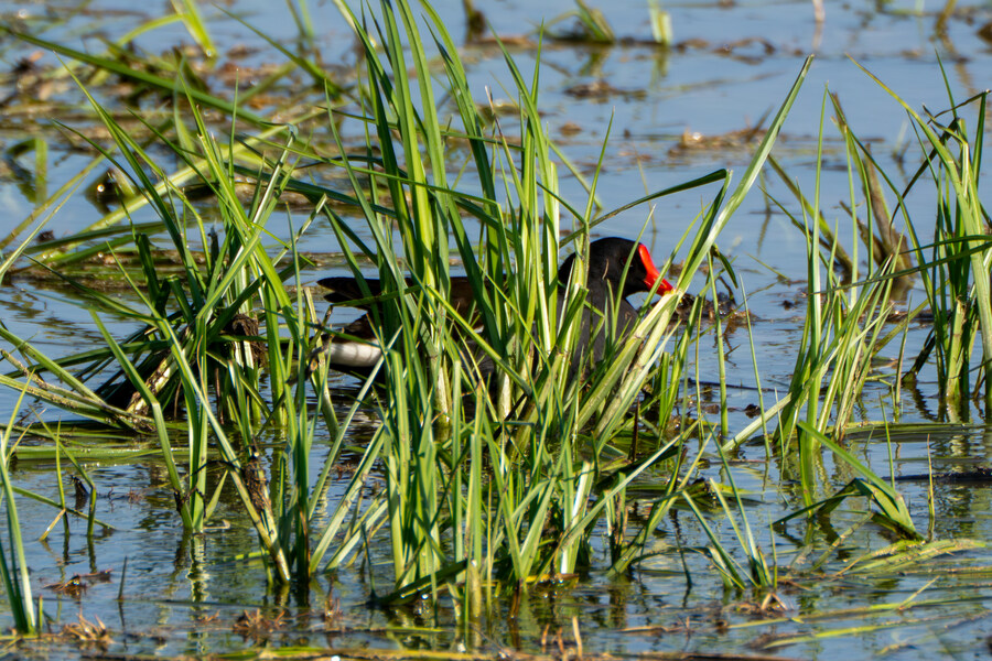5월, 인천 해안 갯벌 탐조_112.jpg