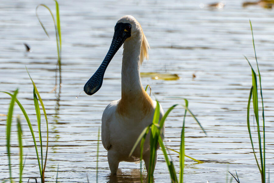 5월, 인천 해안 갯벌 탐조_118.jpg