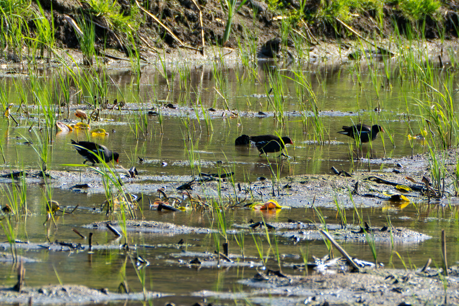 5월, 인천 해안 갯벌 탐조_113.jpg