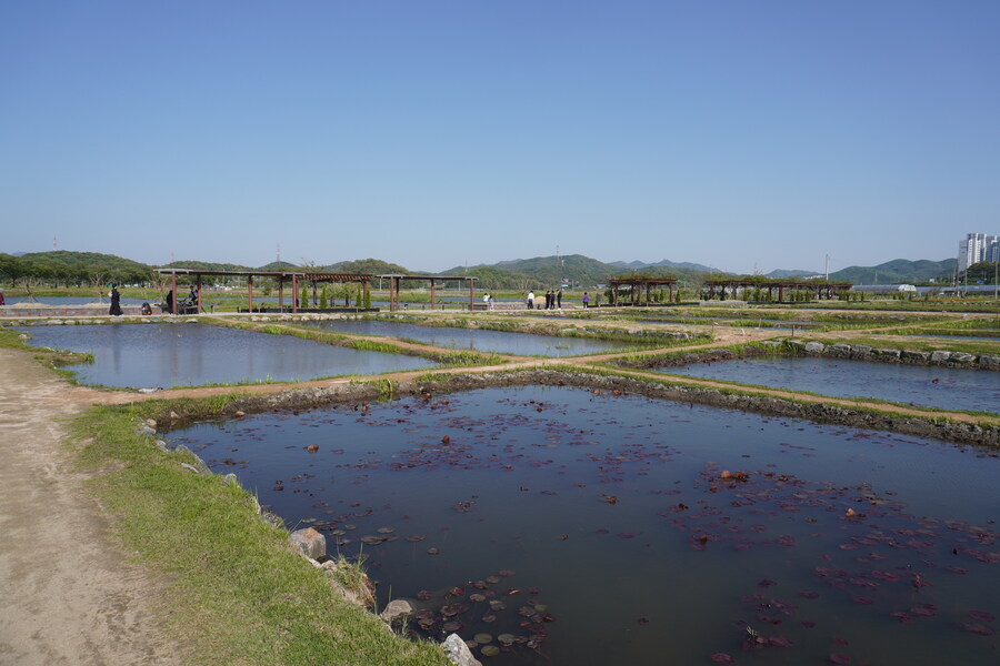 5월, 인천 해안 갯벌 탐조_122.jpg