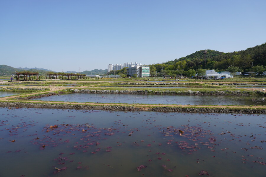 5월, 인천 해안 갯벌 탐조_123.jpg