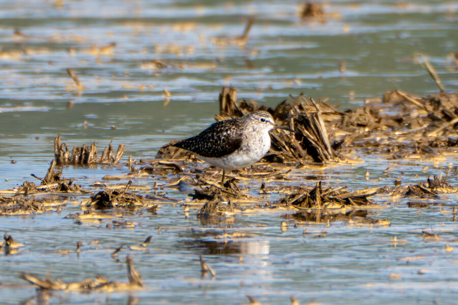 5월, 인천 해안 갯벌 탐조_130.jpg