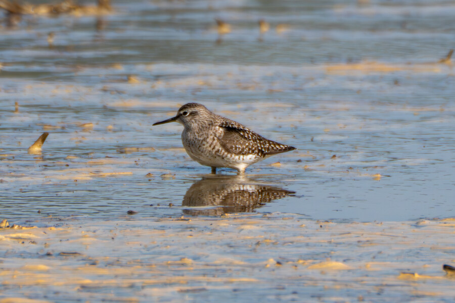 5월, 인천 해안 갯벌 탐조_131.jpg