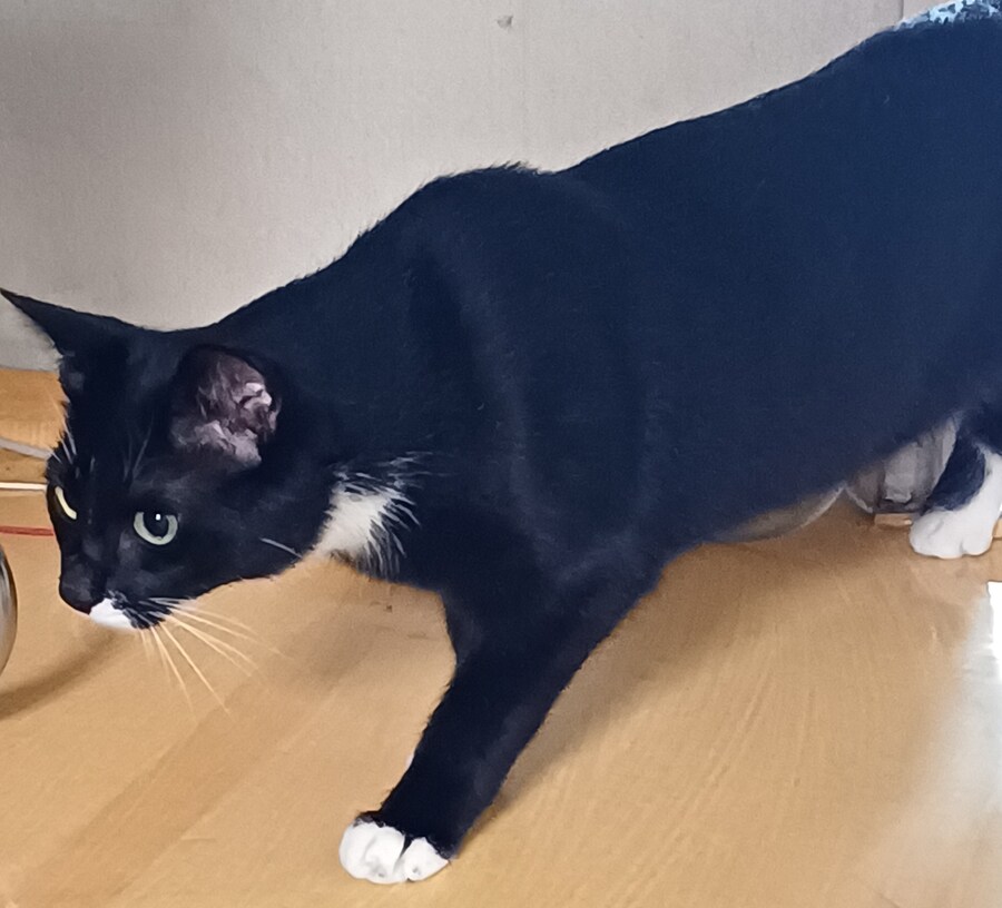 우리집 막내 고우앵ㅇ이 cat_1.jpg