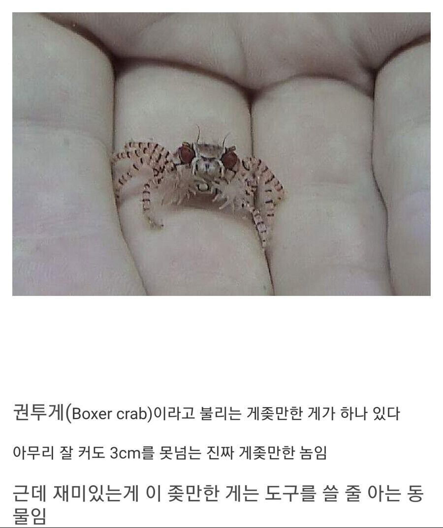 독덴 쌈검충 게색히.jpg_1.jpg