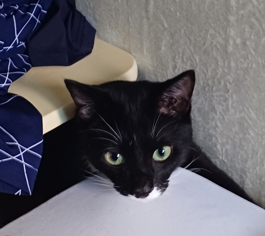 우리집 막내 고우앵ㅇ이 cat_10.jpg