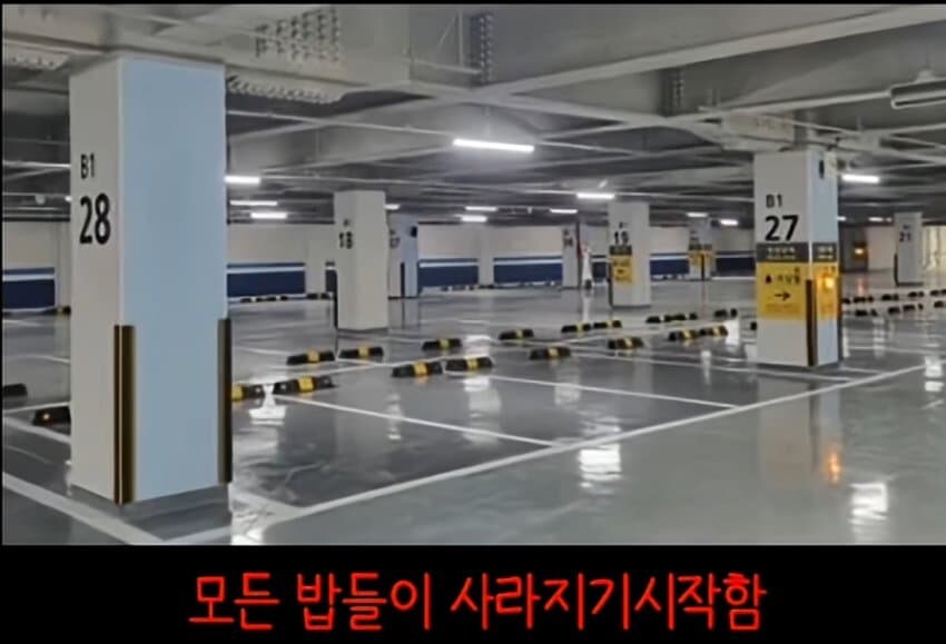 캣맘들이 사라진 이유_3.jpg