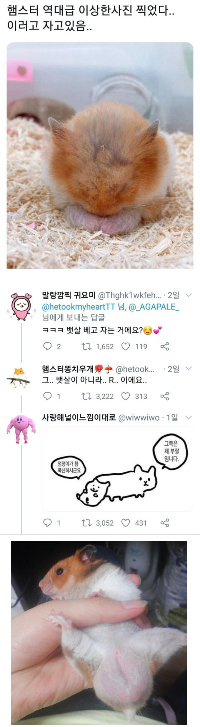 햄스터 번식력의 원천중 하나.jpg_1.jpg