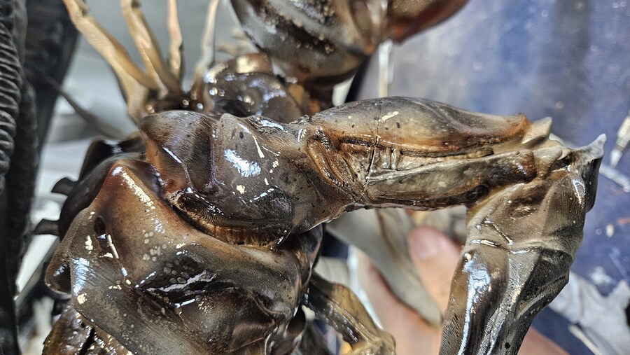 에이리언 퀸 [엠프레스]_29.jpg