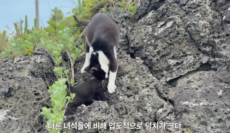 ??? : 엄마!!! 목덜미!!! 목덜미 물어야지!!!!!
