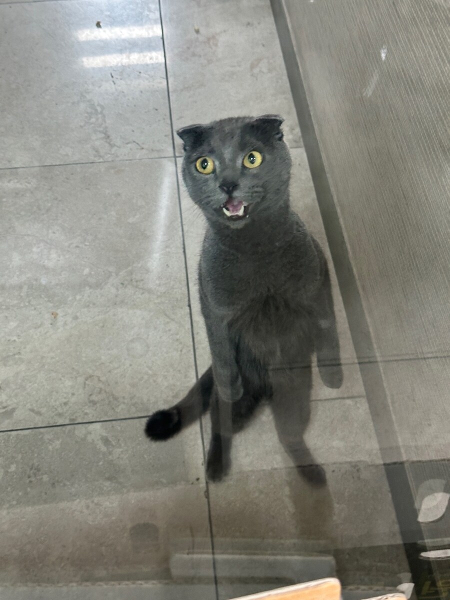 어제 회사 뒤마당에서 주은 냥이 후기.hugi_2.jpg