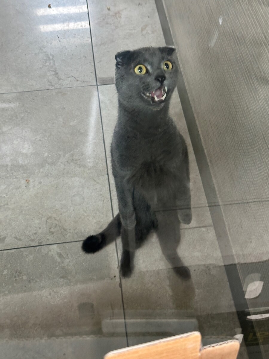 어제 회사 뒤마당에서 주은 냥이 후기.hugi_3.jpg