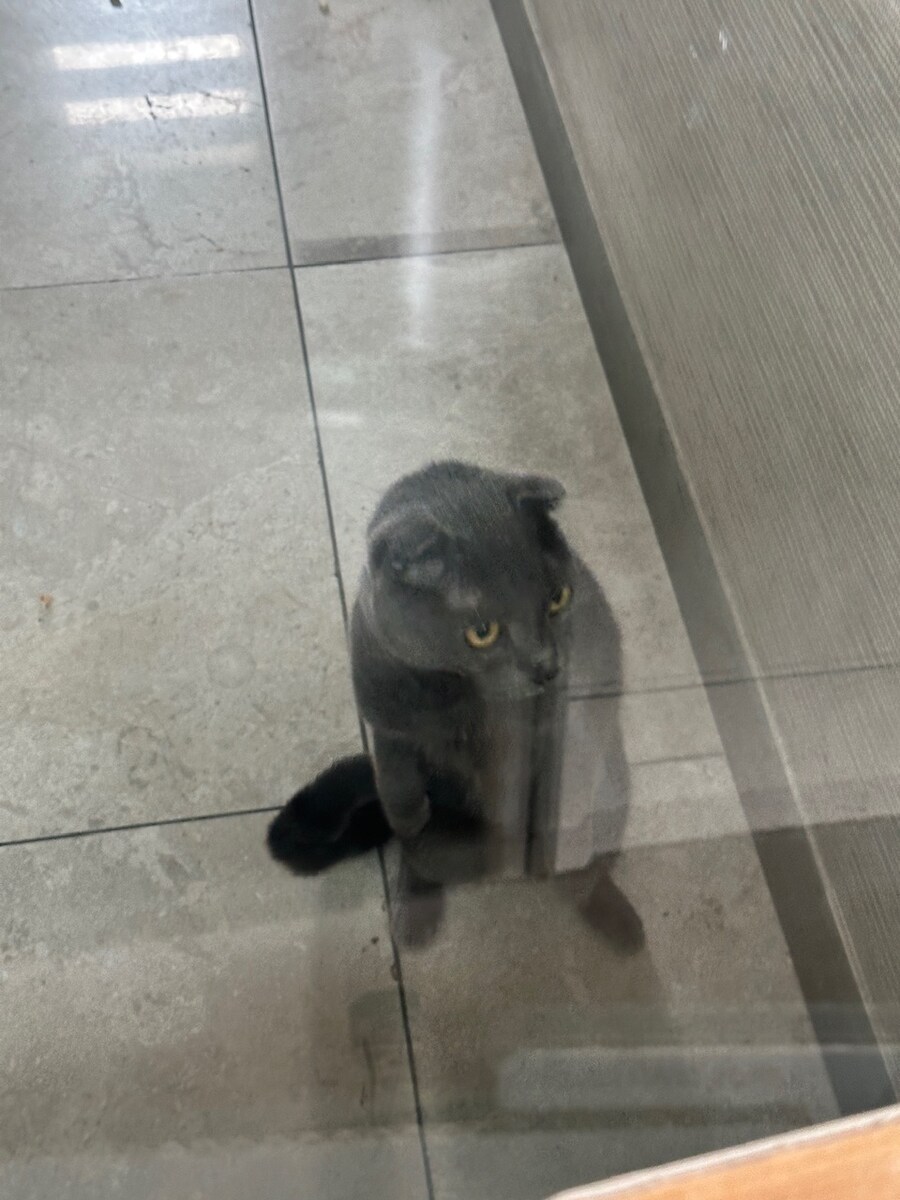 어제 회사 뒤마당에서 주은 냥이 후기.hugi_4.jpg