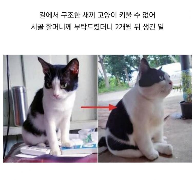 할머니댁에서 기받고 온 고양이특.gif_1.jpg