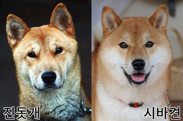 진돗개랑 시바견 구분법.jpg_1.webp