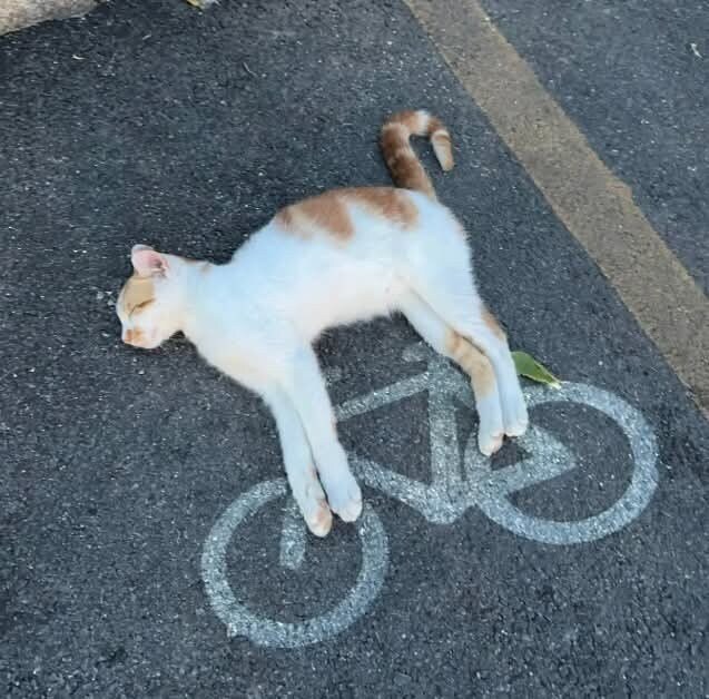 고양이 전용.jpg_1.jpg