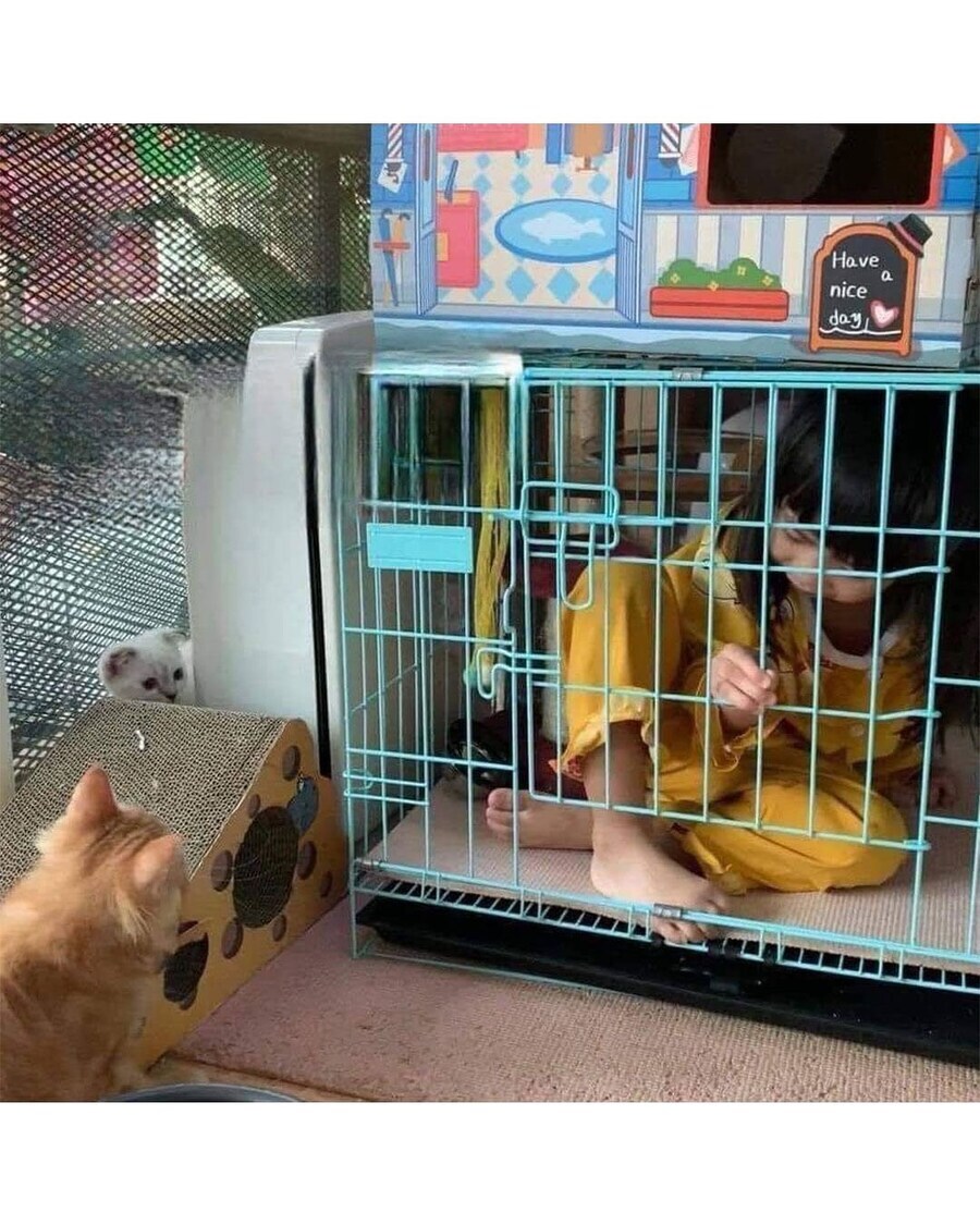 반란을 일으킨 고양이.jpg_4.jpg