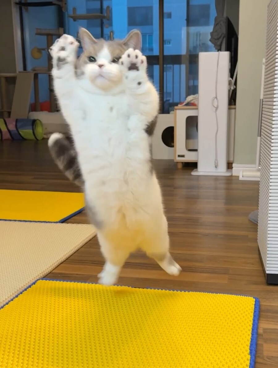 귀요미 냐옹이.._1.jpg