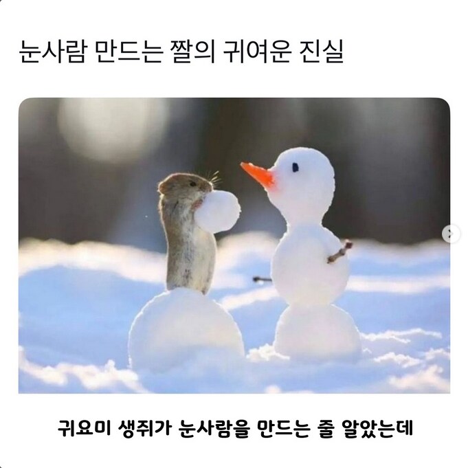 눈사람 만드는 짤의 귀여운 진실_1.png