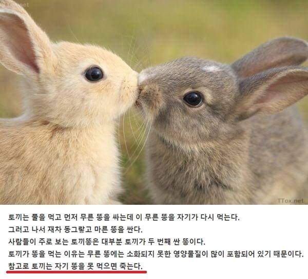 블루아카,메이플)토끼 캐릭터들의 숙명_2.jpg