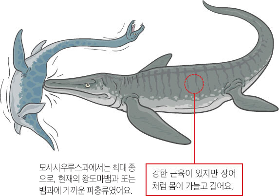 최근 정설의학계에서 밝혀진 모사사우러스의 사냥법_1.jpg