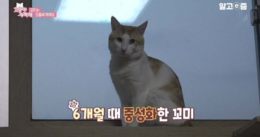 중성화 수술 두번 하게된 고양이들_1.jpg
