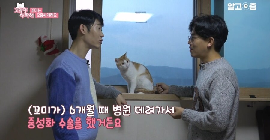 중성화 수술 두번 하게된 고양이들_7.jpg
