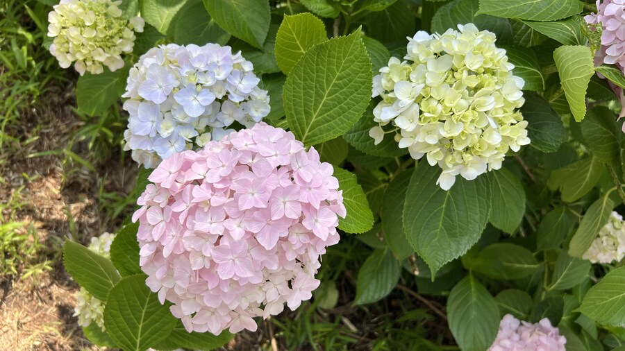 부산 사는 남자의 2025년 06월 먹부림. (※스압, 데이터)_132.jpg