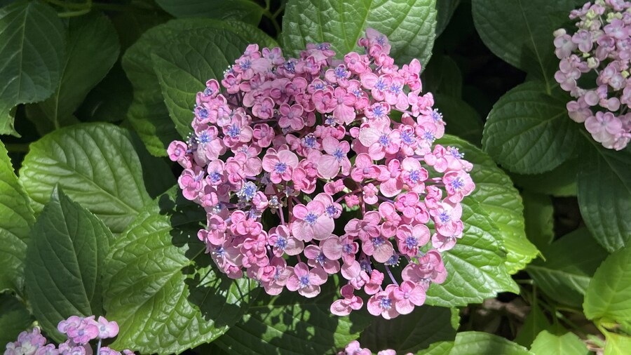 부산 사는 남자의 2025년 06월 먹부림. (※스압, 데이터)_158.jpg