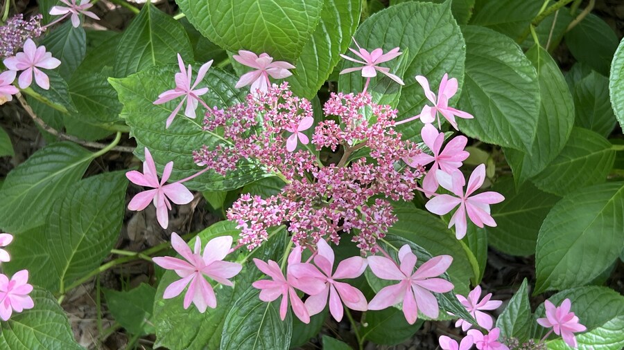 부산 사는 남자의 2025년 06월 먹부림. (※스압, 데이터)_163.jpg