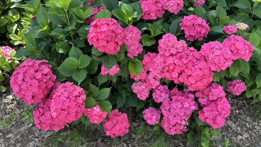 부산 사는 남자의 2025년 06월 먹부림. (※스압, 데이터)_165.jpg