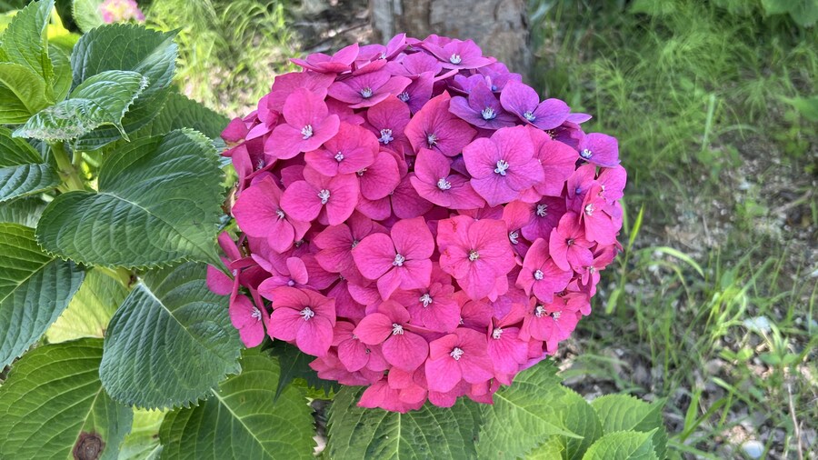 부산 사는 남자의 2025년 06월 먹부림. (※스압, 데이터)_166.jpg