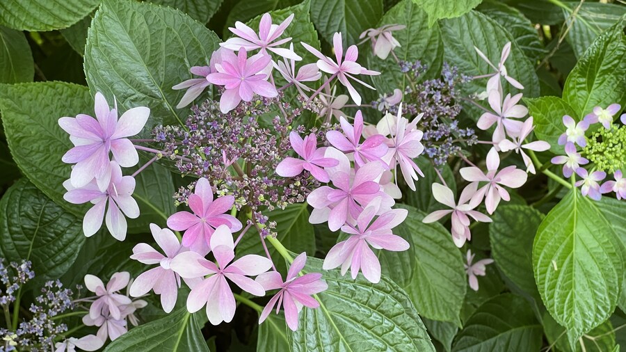 부산 사는 남자의 2025년 06월 먹부림. (※스압, 데이터)_199.jpg