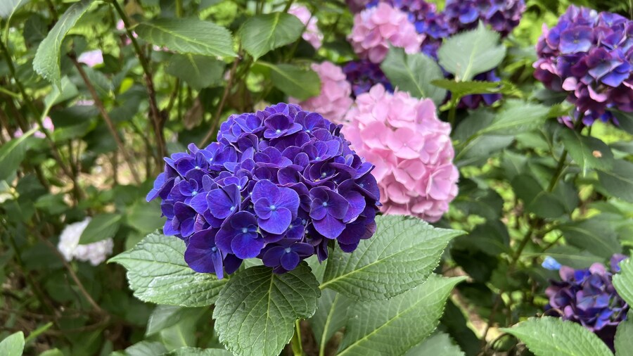 부산 사는 남자의 2025년 06월 먹부림. (※스압, 데이터)_243.jpg